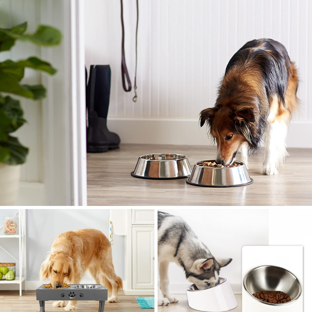 Best Dog Bowl for Dachshund The Perfect Choice for Your Pup!