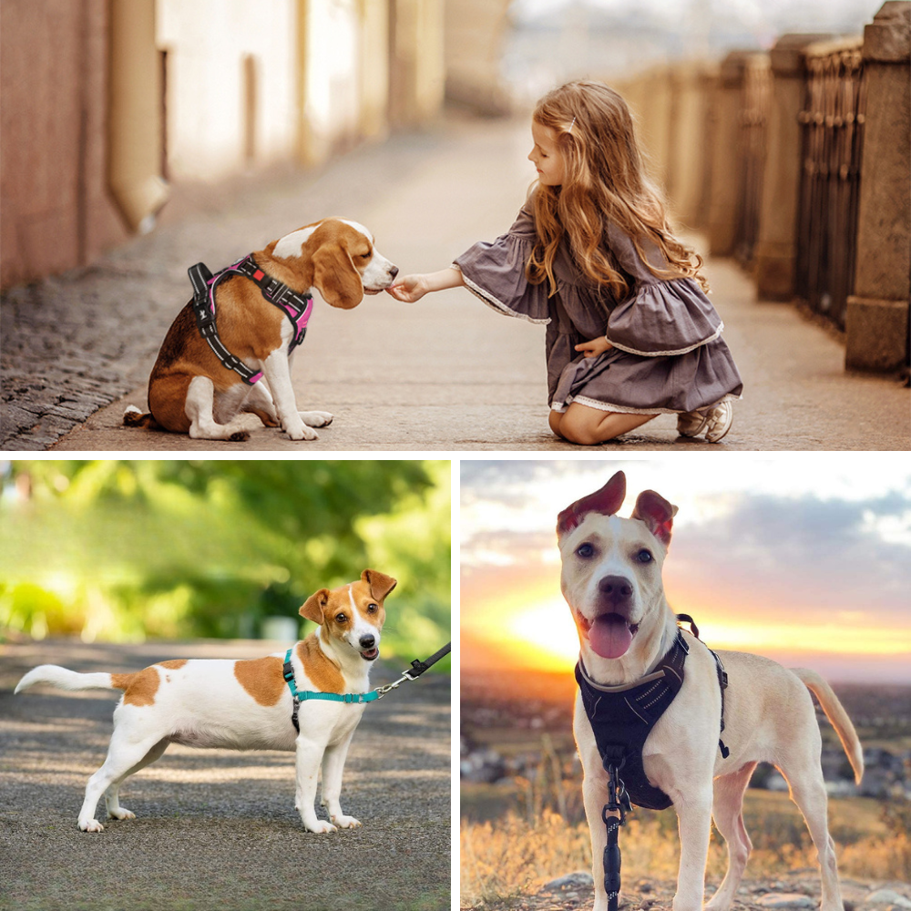 The Best Running Harnesses For Dogs Keep Them Safe On The Path