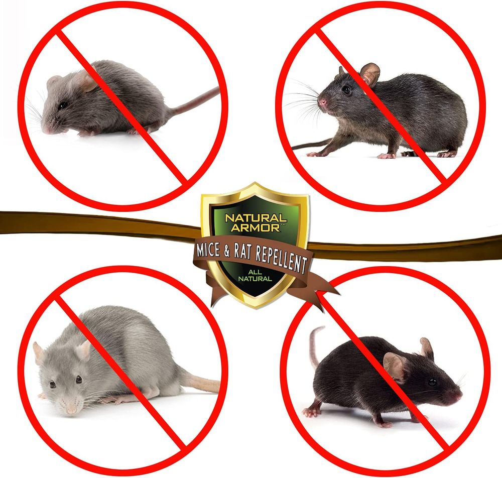 Best Outdoor Rat Repellent A Rat Race to Keep Your Home PestFree