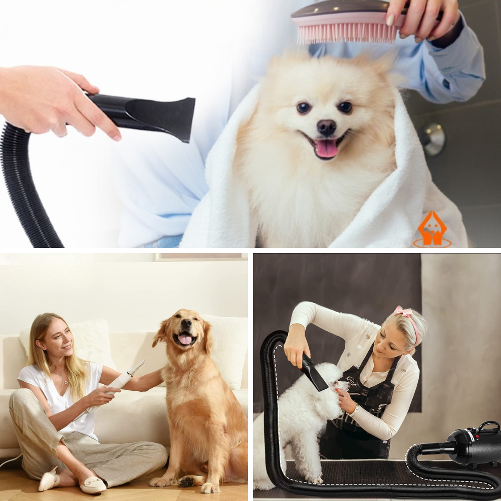 Best At Home Dog Blow Dryer