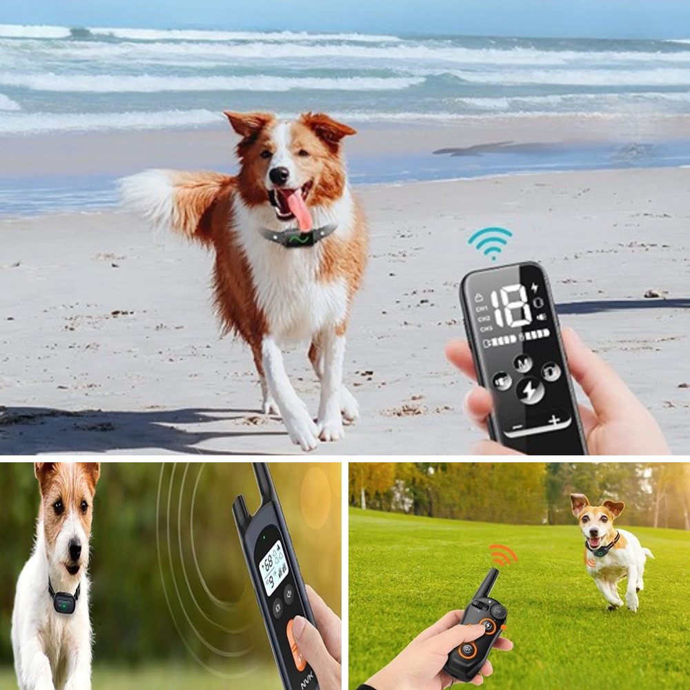 best training collar for stubborn dogs