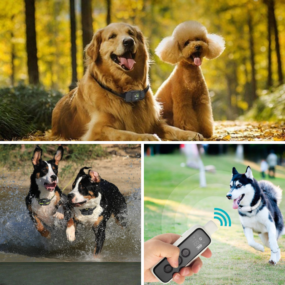 Best Vibrating Collar For Dogs