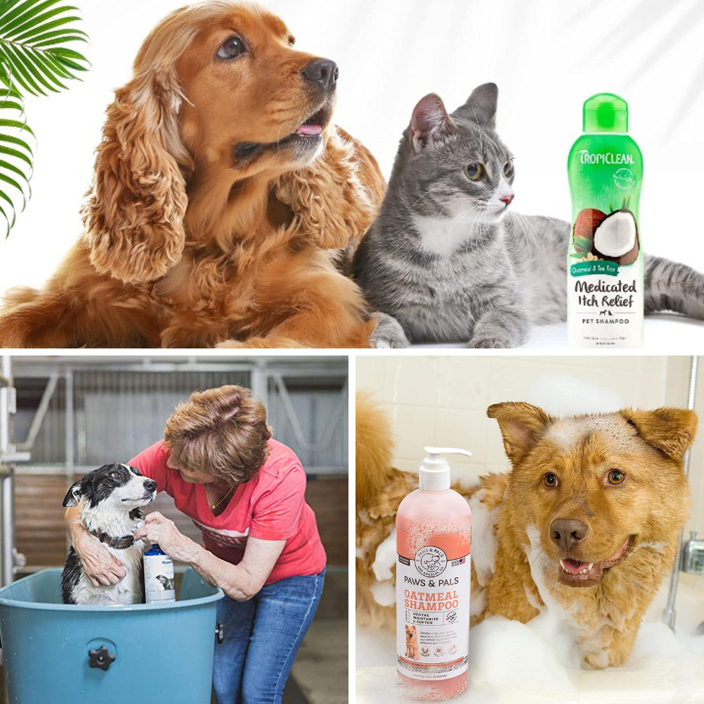 Best Medicated Dog Shampoo