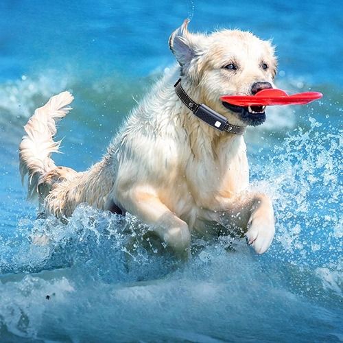 best training collar for stubborn dogs