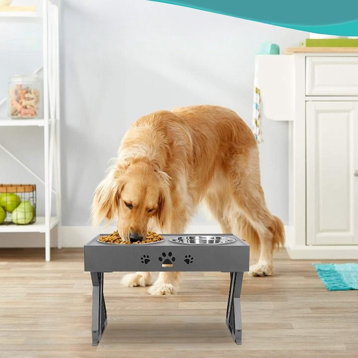 Best Dog Bowl for Dachshund