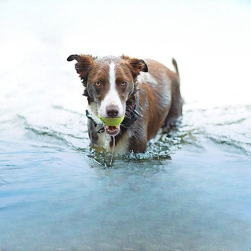 Best Dog Balls