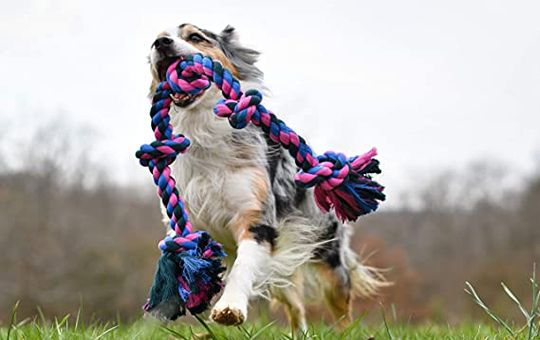 Best Tug Toys For Dogs