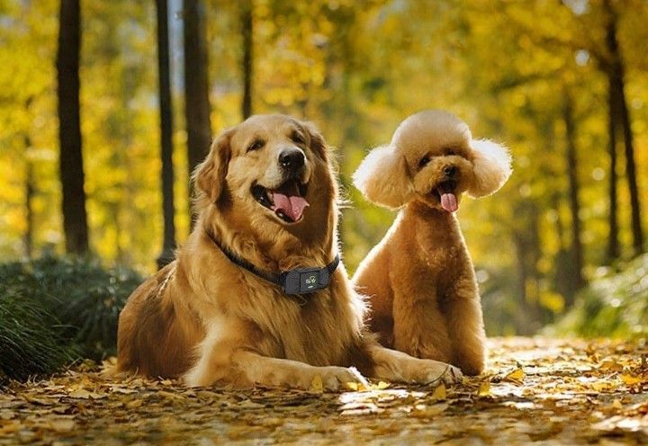 Vibrating Collar for Dogs