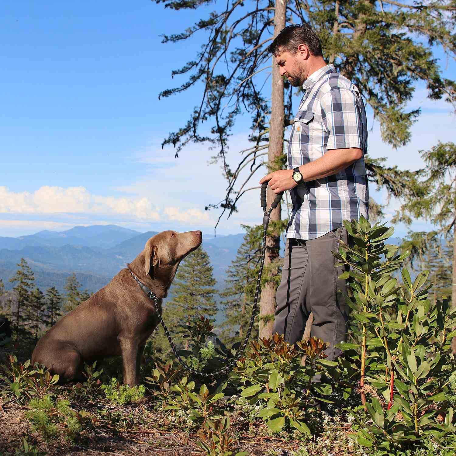 slip lead for dogs