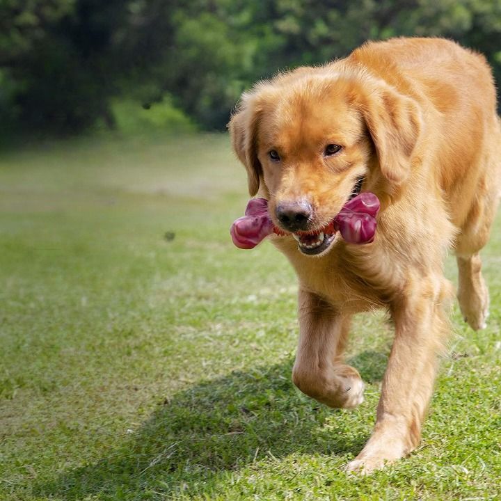 Dog Bones for Aggressive Chewers