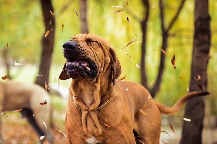 dog seasonal allergies symptoms