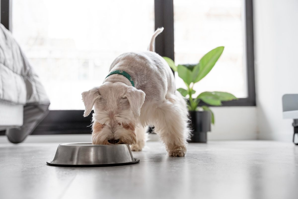 What Dog Food is Best for Allergies