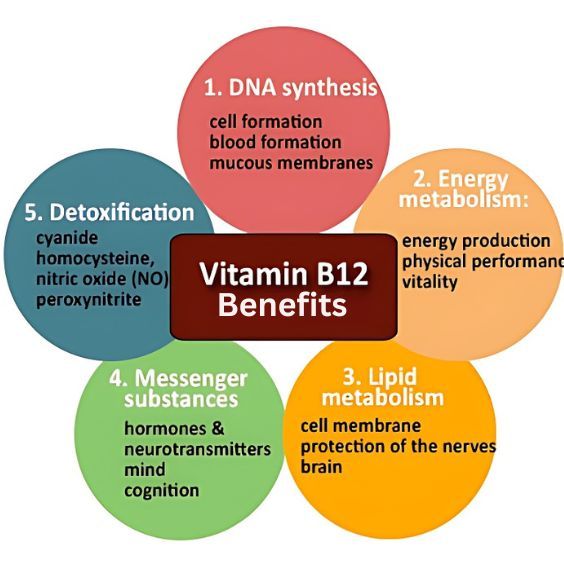 Benefits of Vitamin B 12