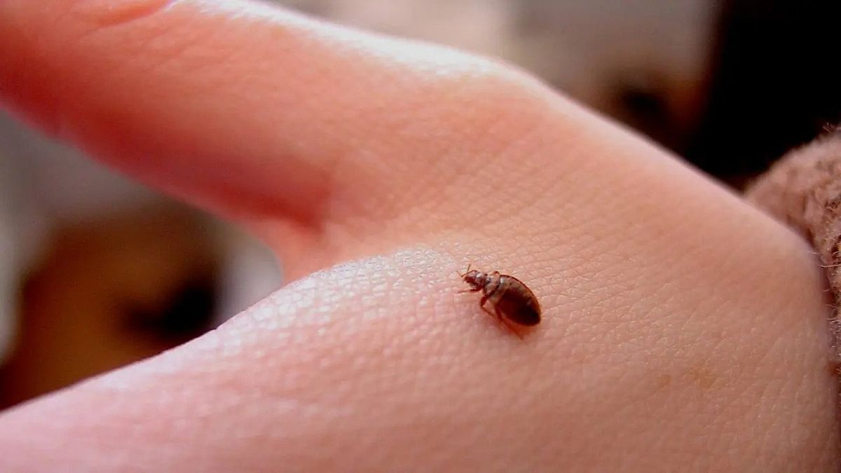 Does Raid Kill Bed Bugs
