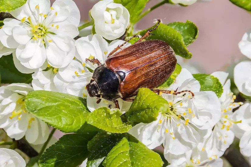 How to Get Rid of June Bugs