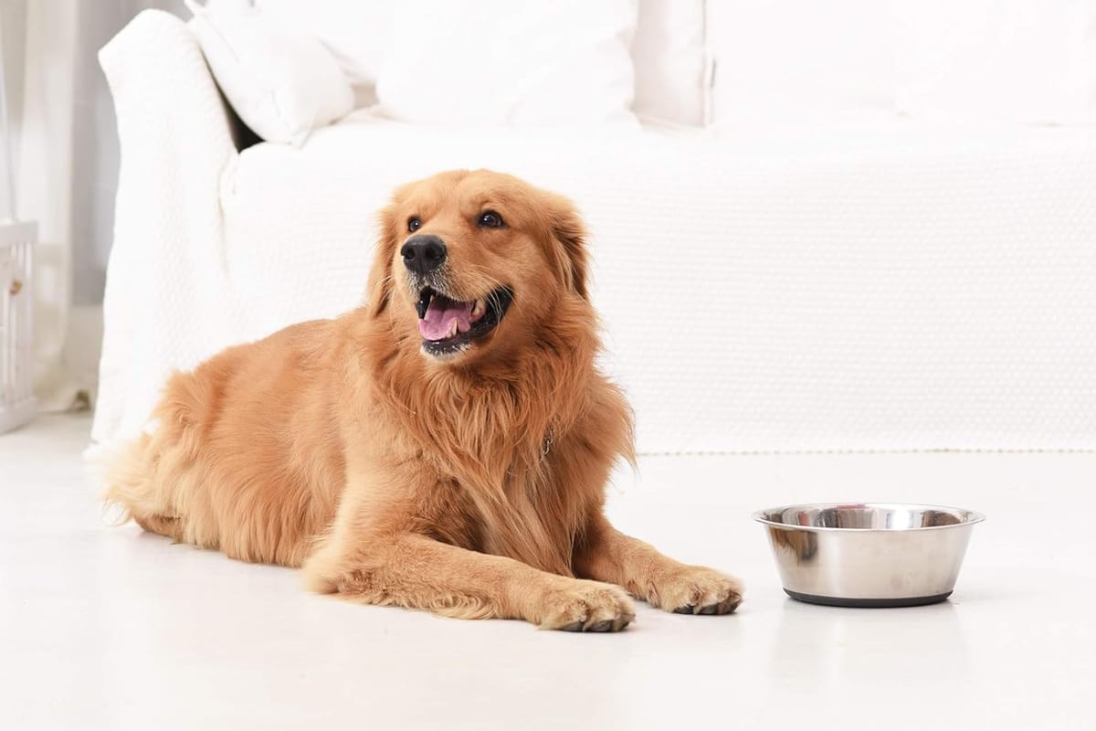 Stainless Steel Bowls for Dogs