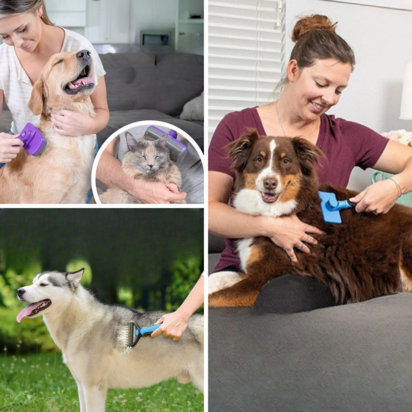 How to Groom a Double Coated Dog: Step-by-Step Pro Routine