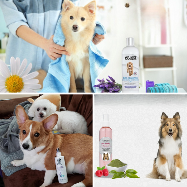 The Best Dog Detangler For Your Furry Friend