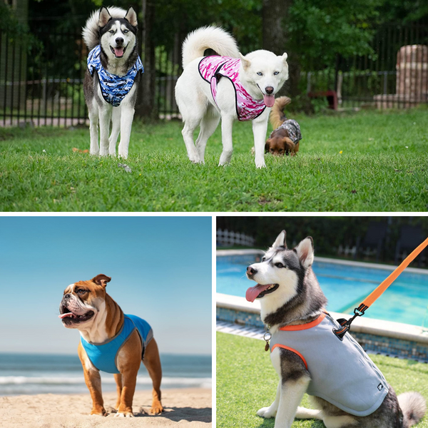 Keep Your Dog Cool In The Summer With A Best Dog Cooling Vest